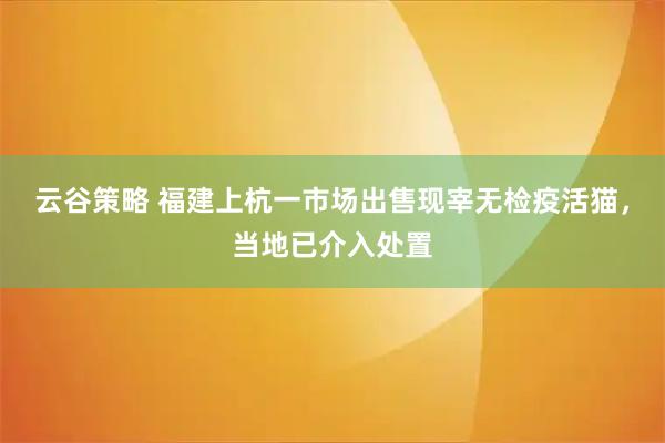 云谷策略 福建上杭一市场出售现宰无检疫活猫，当地已介入处置
